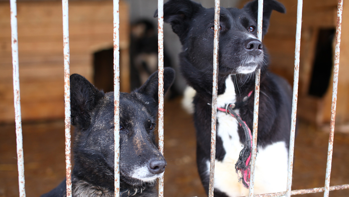 В Пермском крае по решению суда закроют приют для собак «Дружок»