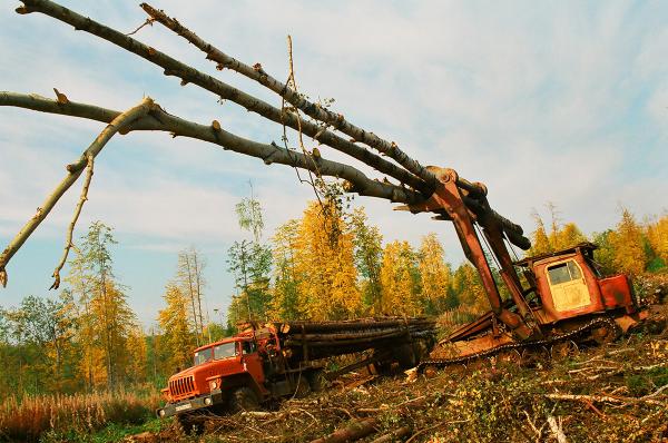 Пермский край стал третьим регионом страны по объёму реализации древесины на лесной бирже