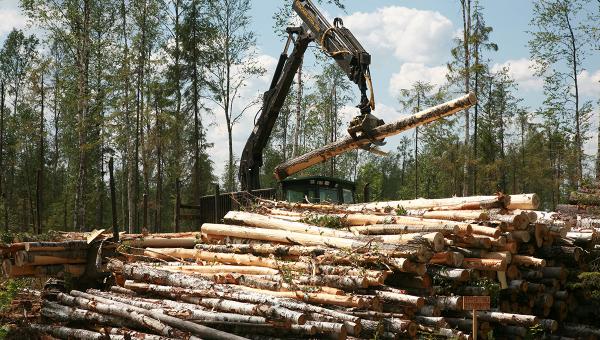 Лесной запас на участке трассы М-12 в Пермском крае оценён в 15,4 млн рублей