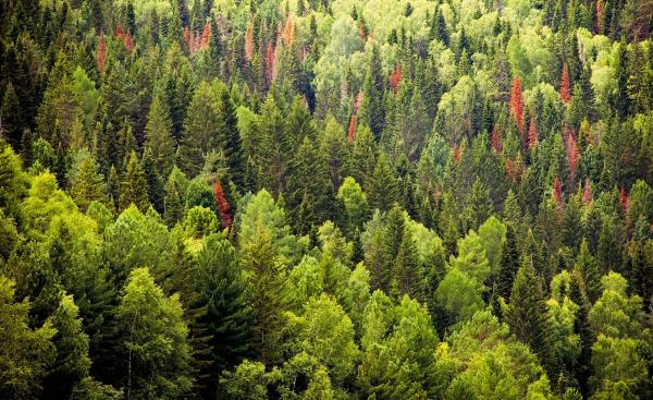В Прикамье с начала года зафиксированы четыре лесных пожара