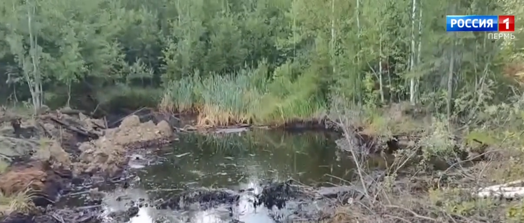 Жители Лысьвенского округа обнаружили в лесу большую лужу нефтепродуктов