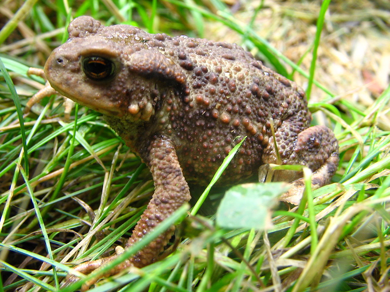 На Липовой горе в Перми установят знак, предупреждающий о миграции серых жаб
