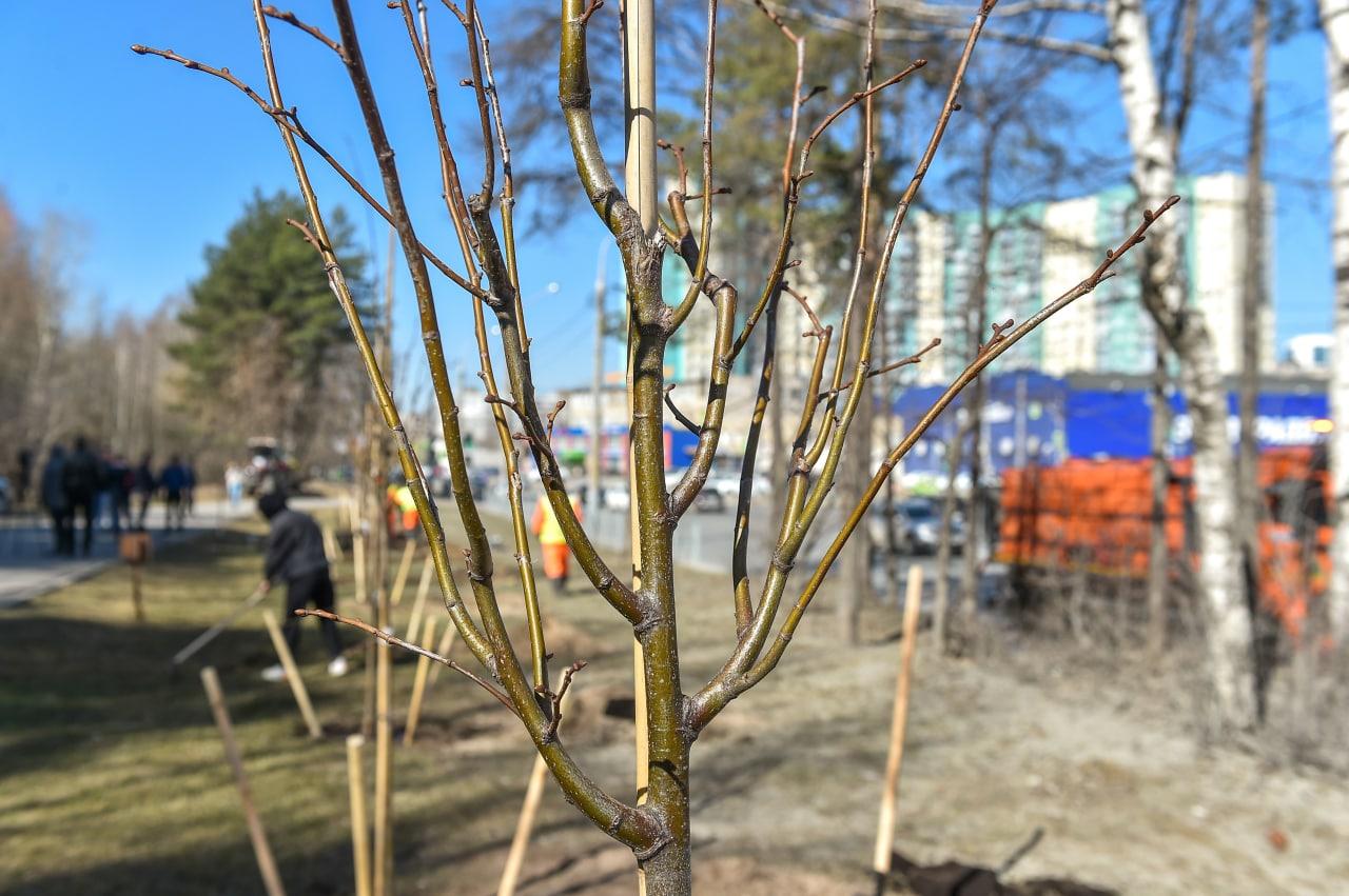 В этом году на улицах города появятся первые деревья, высаженные в питомнике Перми