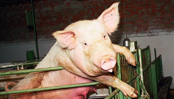 В Пермском крае снят карантин по африканской чуме свиней