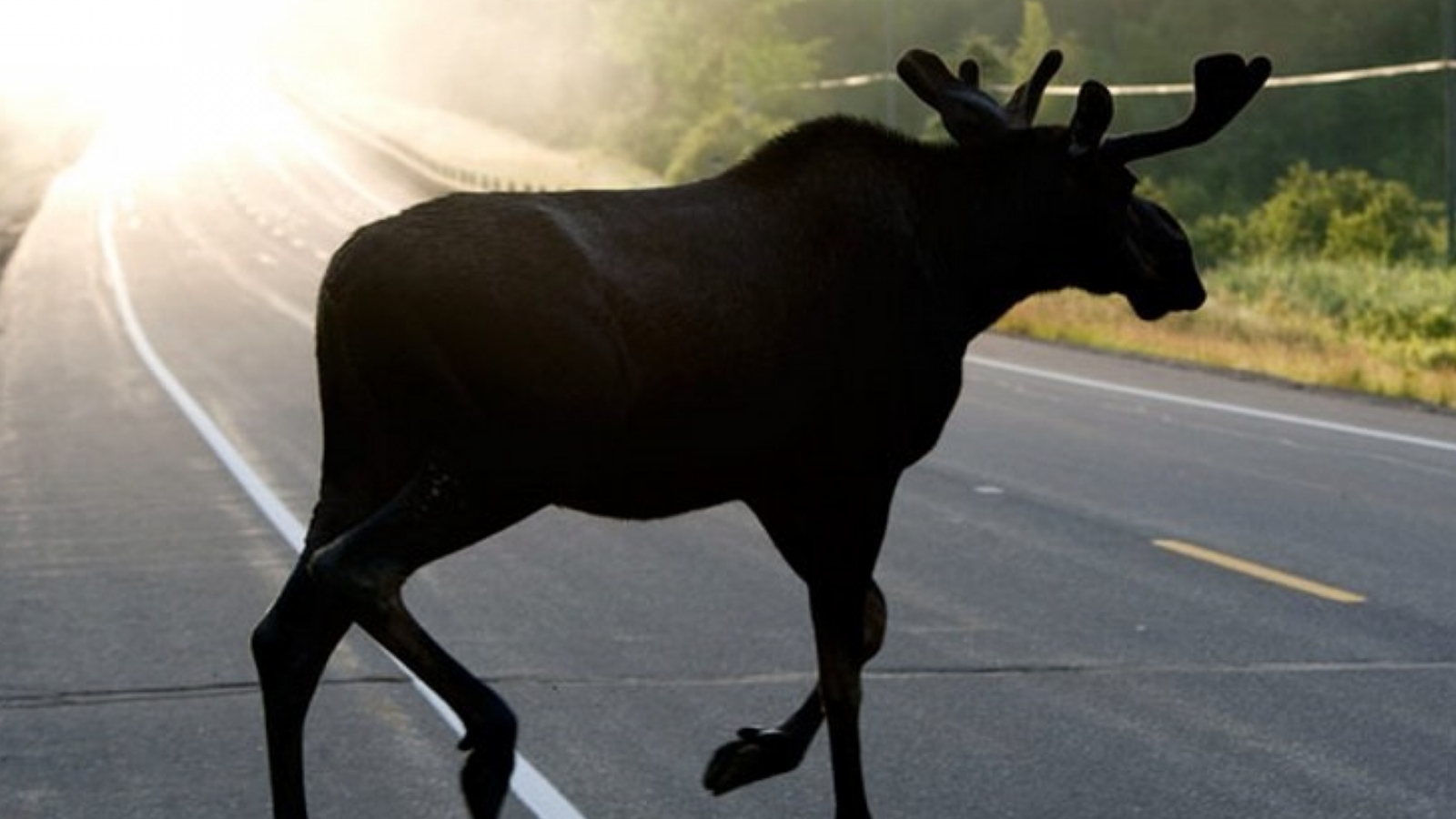 За сутки в Прикамье водители четыре раза сбивали диких животных 