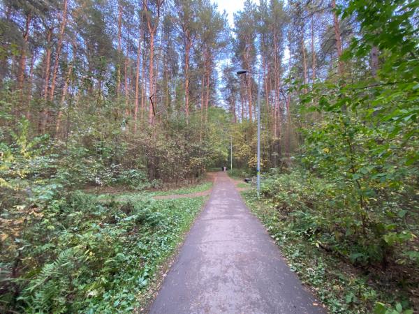 Территория Черняевского леса в Перми увеличится почти на 20 гектаров 