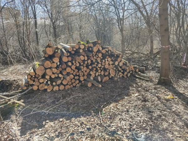 В Перми вновь началась вырубка деревьев в Саду соловьёв