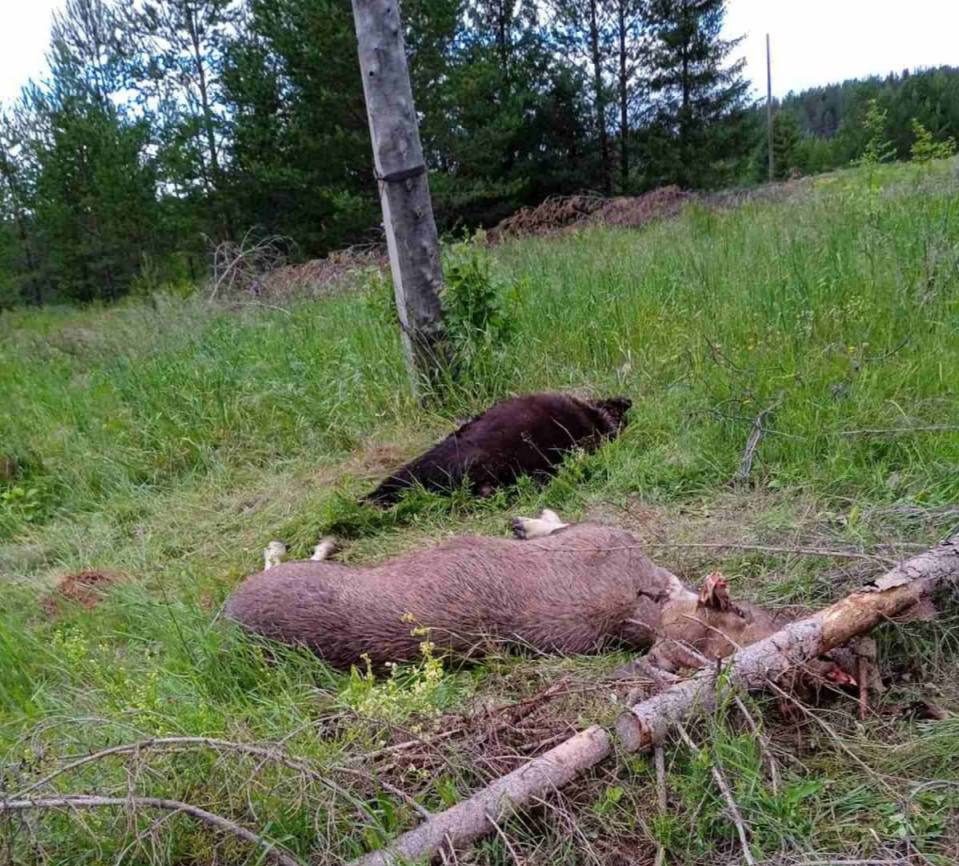 Новости про пермский