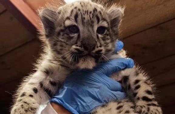 В Пермском зоопарке у снежных барсов впервые за пять лет родились котята 